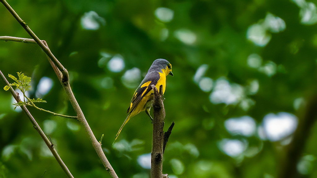 Orange Minivet